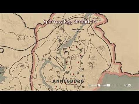 RDR2 - 24 Sparrow Egg Orchid Location - Duchesses and other Animals - Exotics Requests - YouTube