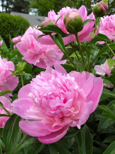 'Sarah Bernhardt' Peony | HGTV