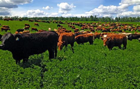 Year-round grazing systems for cattle