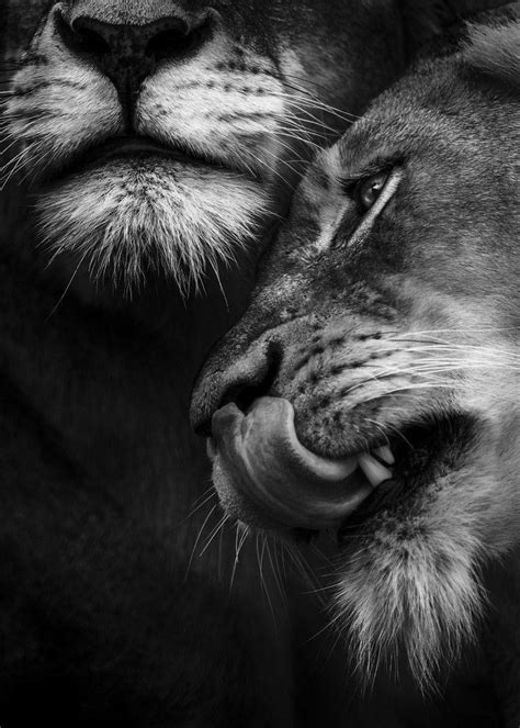 Lion Couple Wallpaper