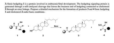 Solved 3. Sonic hedgehog 1 is a protein involved in | Chegg.com