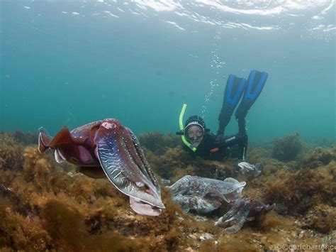 Historical Ships In Eyre Peninsula | localista