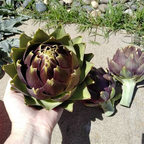 First artichoke harvest of the season! #Artichoke #growfoodnotlawns #frontyardgarden # ...