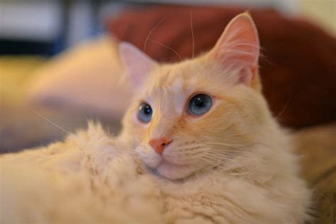 Everything You Need to Know About the Flame Point Siamese Cat Personality | Pet BLoG