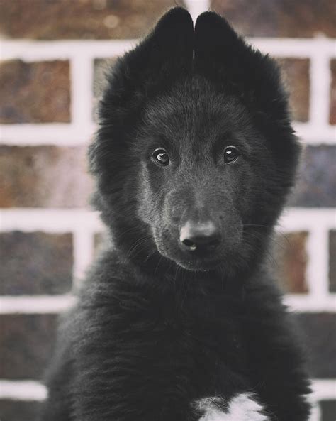 Belgian Sheepdog Puppy Portrait Photograph by Wolf Shadow Photography