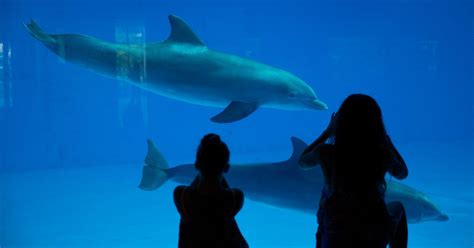 This Aquarium Is Moving All Its Dolphins To A Seaside Sanctuary | HuffPost