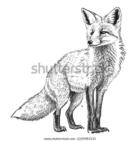 Fox Sitting Hand Drawn Sketch Wild Stock Vector (Royalty Free ...