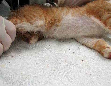 How Does An Indoor Cat Get Fleas? - Cat Diabetes & Cat Care