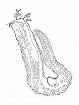 Sea Cucumber Coloring Pages sketch template