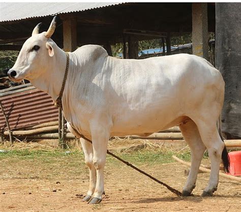 Cattle Breeds: List Of Popular Cattle Breeds