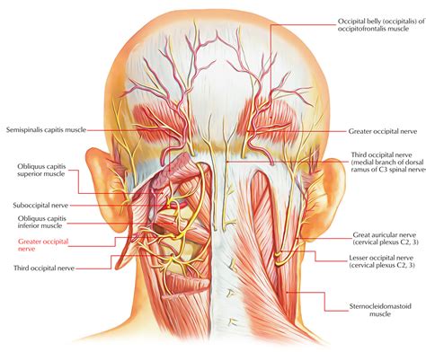 Greater Occipital Nerve – Earth's Lab