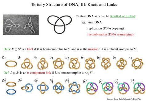 PPT - Overview of DNA Topology PowerPoint Presentation, free download - ID:2988382