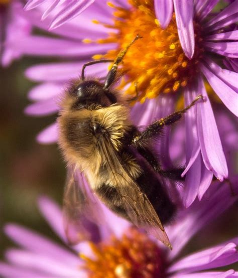 Bumble Bee on Purple Asters...: Nature and Wildlife Photography Forum: Digital Photography Review