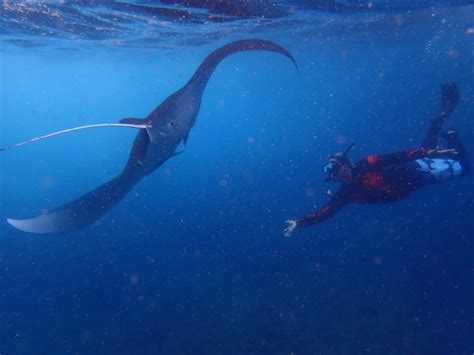 “Manta Ray Snorkeling Day Trip from Nusa Lembongan to Nusa Penida ...