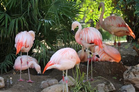 Flamingo Nesting Update | Reid Park Zoo