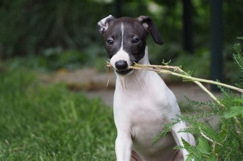 15 Low-Maintenance Dog Breeds For Busy Owners