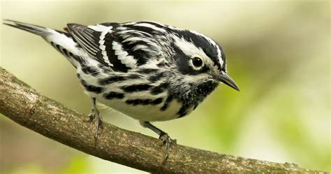 Photos and Videos for Black-and-white Warbler, All About Birds, Cornell Lab of Ornithology