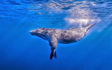 Blue Whale - HD Wallpapers | Earth Blog