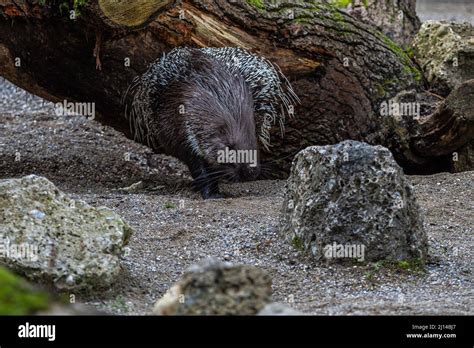 The Indian crested Porcupine, Hystrix indica or Indian porcupine, is a large species of ...