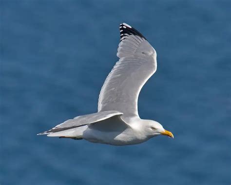 European Herring Gull - Facts, Diet, Habitat & Pictures on Animalia.bio