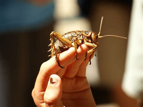 Giant Weta l Stunning Specimen - Our Breathing Planet