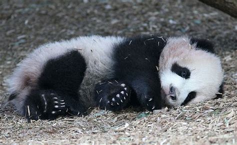 Sleeping baby panda | Panda bear, Save the pandas, Baby panda