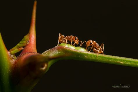 TECHNIQUE | Ant Acacia , balancing natural light and flash — Deep Green Photography