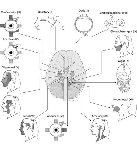 How To Check Cranial Nerves - Signalsteel19