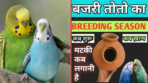 Australian Parrot Breeding Season || budgies parrot ka breeding season kab start hota hai? - YouTube