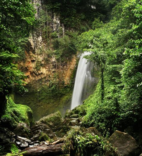 Victoria Waterfall (Dominica) Stock Photo - Image of fragility ...