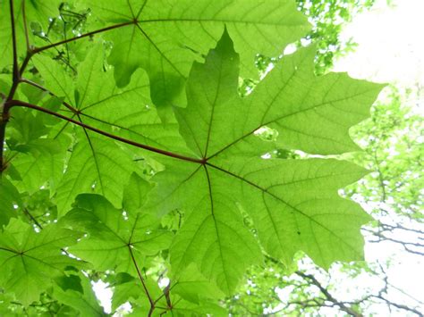 Get to Know a Variety of Maple Tree Species