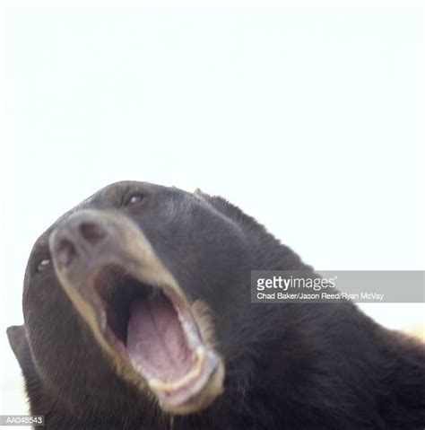 25 Black Bear Roar Stock Photos, High-Res Pictures, and Images - Getty ...