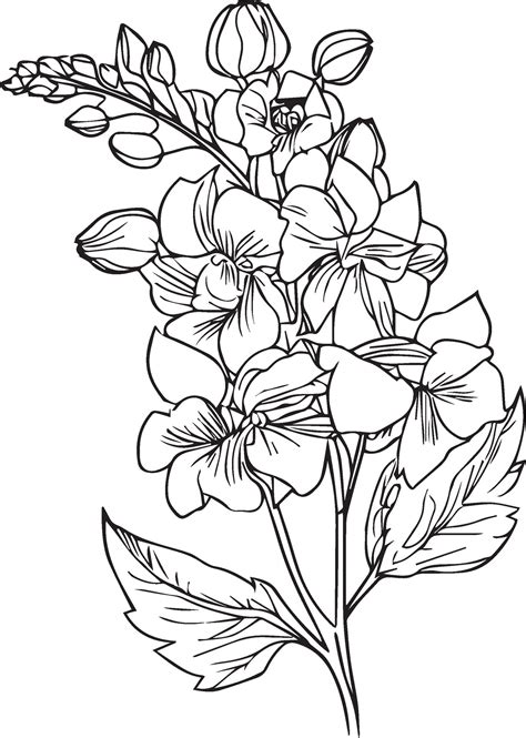 Outline larkspur flower drawing, Bunch with Delphinium or Larkspur. Flower, stem, bud and leaf ...