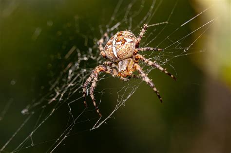 How Many Legs Do Spiders Have? - Everything Spiders