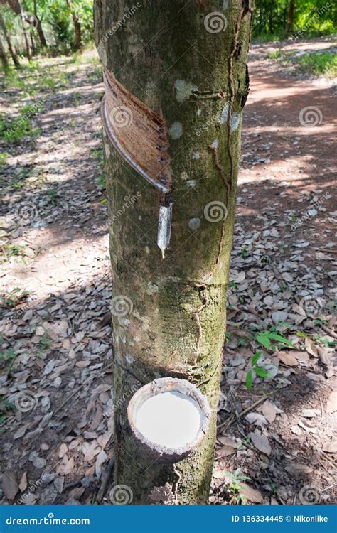 Rubber Tree Plantation stock image. Image of crop, latex - 136334445