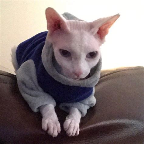 PurrWear Sphynx Cat Clothing Hoodie Long Sleeve Style for | Etsy | Cat clothes, Sphynx cat, Cats