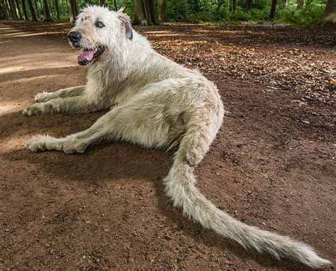 Irish Wolfhound – one of the tallest dogs | DinoAnimals.com