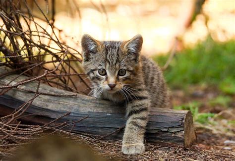 PICTURES: Wildcat kittens born at field centre in the Highlands