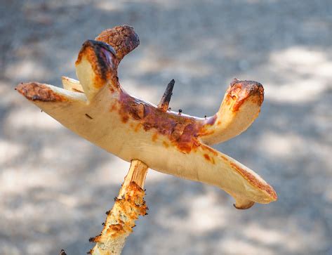 Grilled Swiss Speciality Cervelat Sausage On A Stick Stock Photo - Download Image Now - iStock