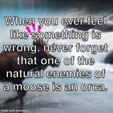 moose meme : r/memes