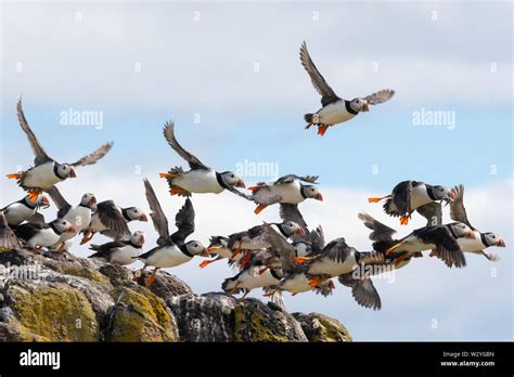 Puffins flying away from a gull, Isle of May, Firth of Forth, Scotland, UK Stock Photo - Alamy