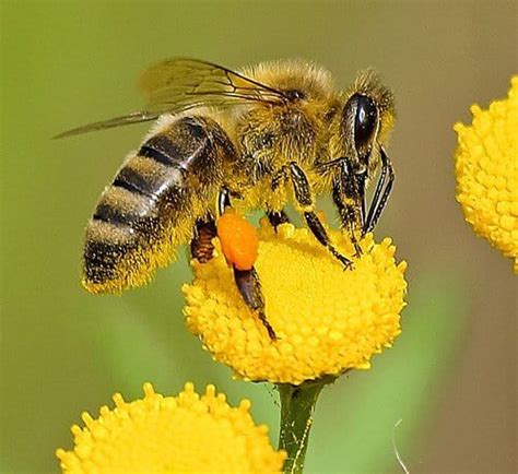 Honey Bee Pollination - Carolina Honeybees | Bee, Bee pictures, Honey bee facts