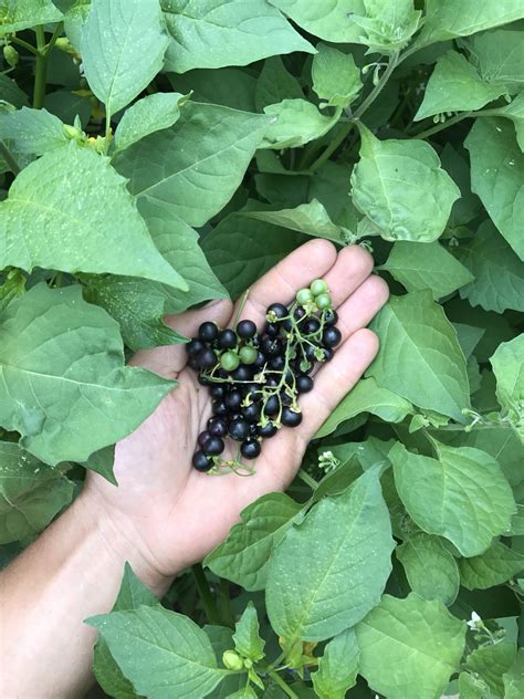 Wonder Berries! They resemble deadly Black Nightshade but these are ...