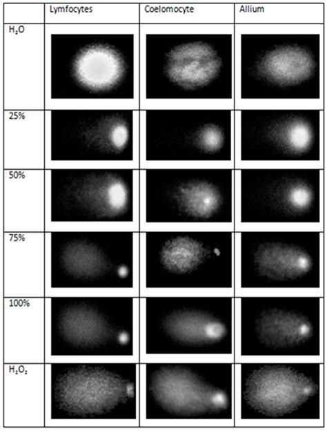 Sustainability | Free Full-Text | The Comet Assay as a Sustainable ...