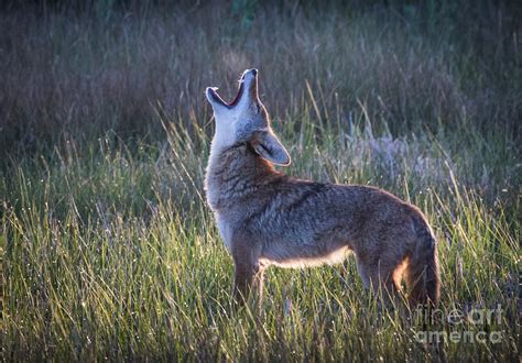 Coyote Howling Photograph by Webb Canepa