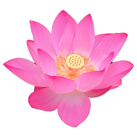 Transparent Lotus Flower Gif - gif