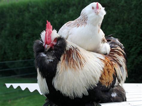 11 Most Friendly Chicken Breeds! Build Your Ideal Flock