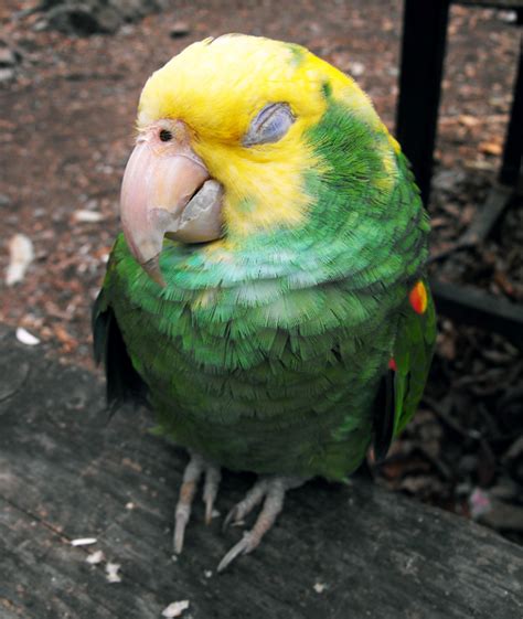 Psittacosis (Parrot Fever) Definition, Symptoms, Treatment