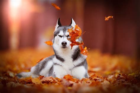 Animal Husky HD Wallpaper