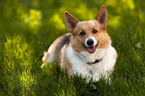 [73+] Corgi Wallpapers | WallpaperSafari